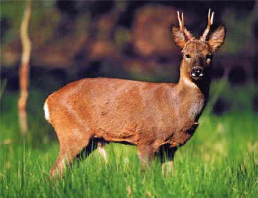 roe deer